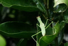 カマキリ