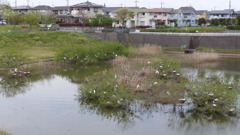 コロニー近況　定点観察