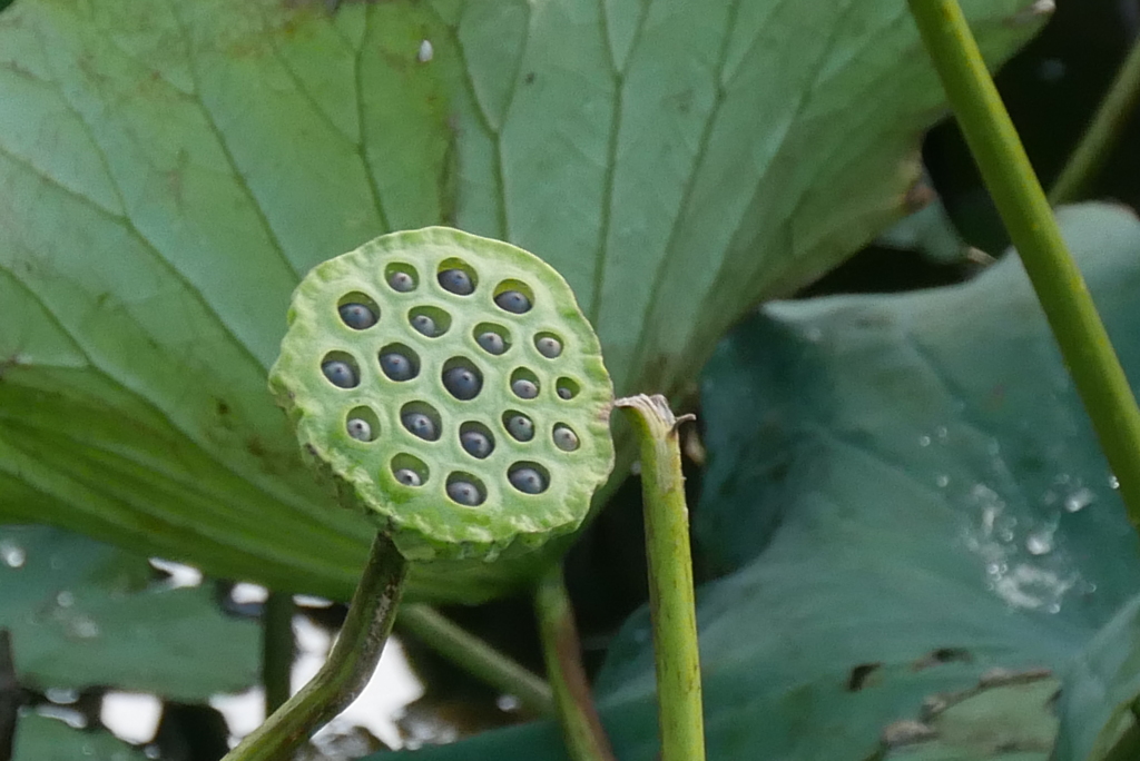 花托