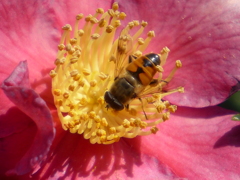 花のしべに来た蜂