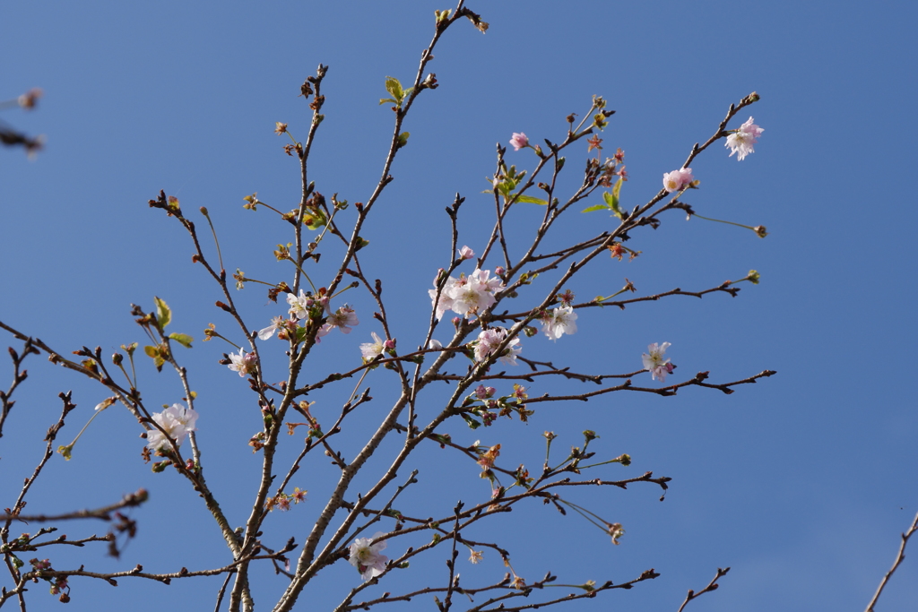 10月桜