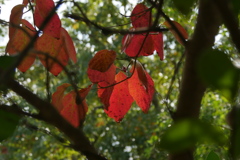 公園の小さな秋