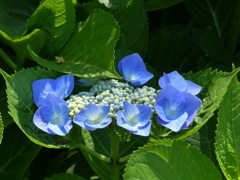 額紫陽花