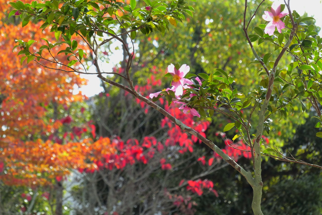 公園の彩り