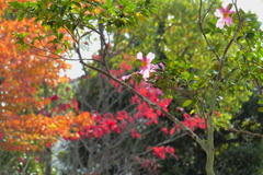 公園の彩り