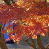 紅葉　2
