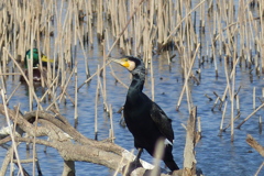 憩うカワウ