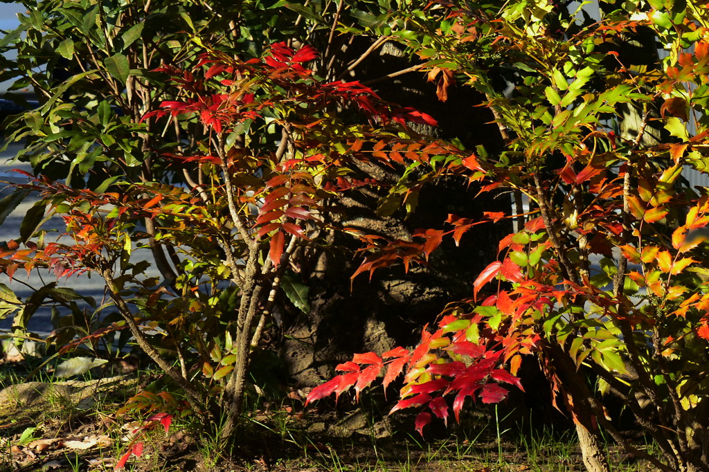 ヒイラギナンテンの紅葉