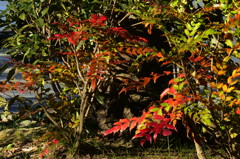 ヒイラギナンテンの紅葉