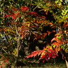 ヒイラギナンテンの紅葉