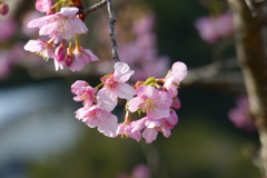 河津桜