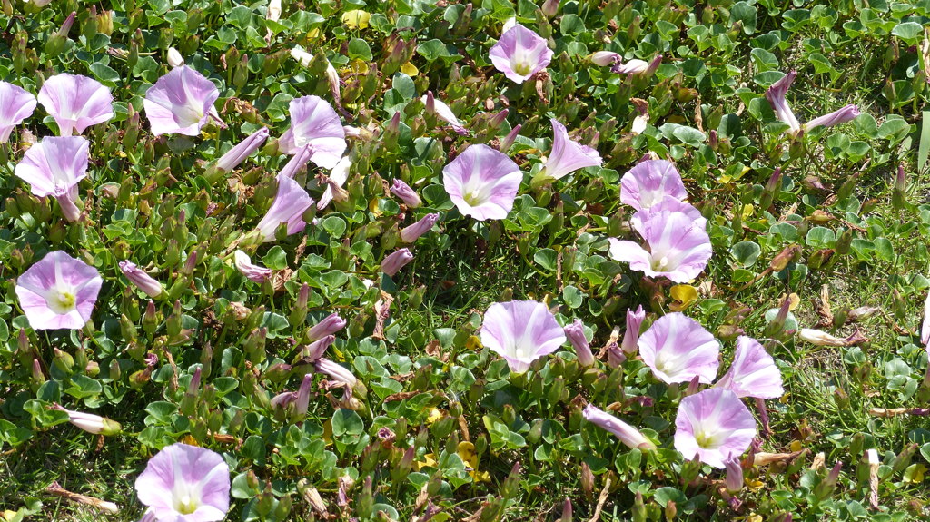 ハマヒルガオがいっぱい