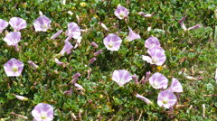 ハマヒルガオがいっぱい