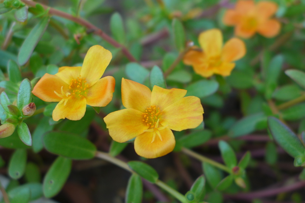 ハナスベリヒユ