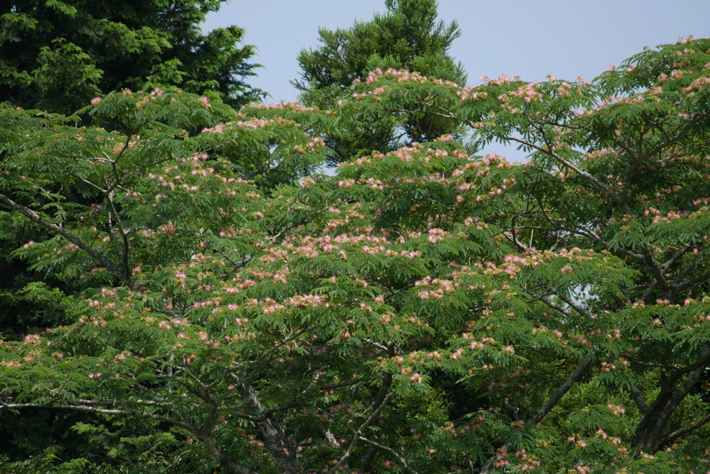 ネムノキの花