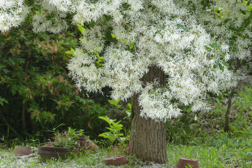 繊細な花弁が綺麗