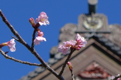 河津桜