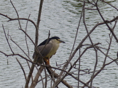 ヒナ鳥？
