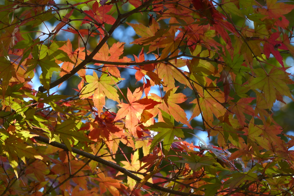 紅葉