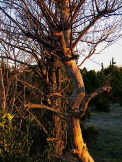 夕映えの木