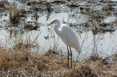 そろそろ餌捕りに
