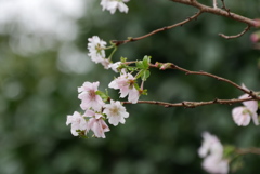 10月桜