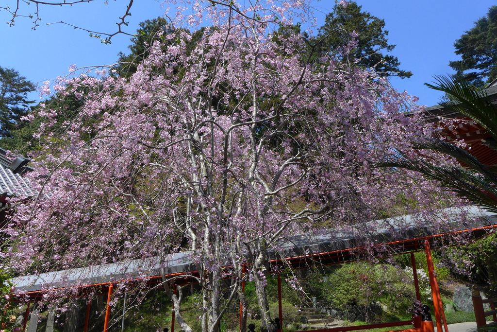 枝垂れ桜　1