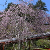 枝垂れ桜　1
