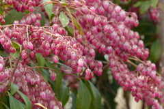 たわわなアセビ