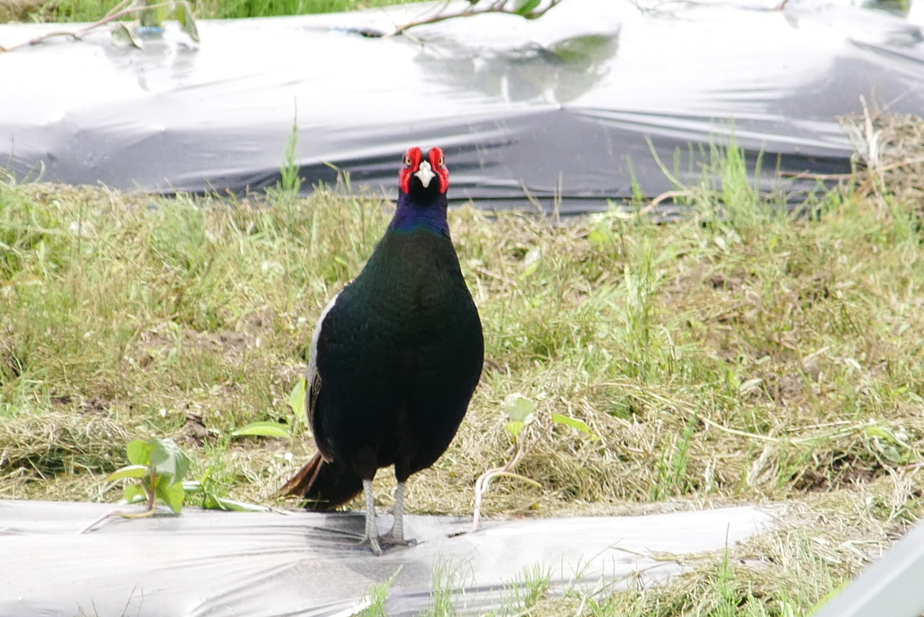 こちらを見るキジ