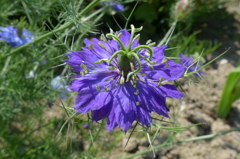 ニゲラ　青花