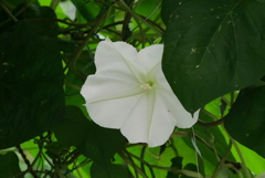 ユウガオの花