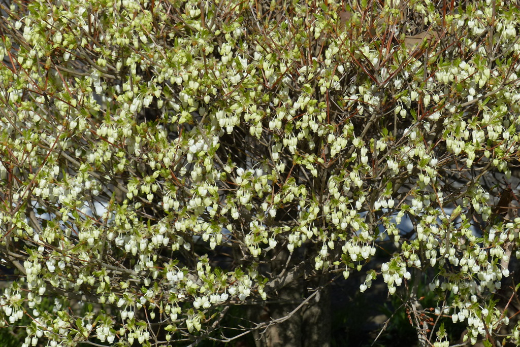 ドウダンツツジ