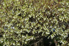 ドウダンツツジ