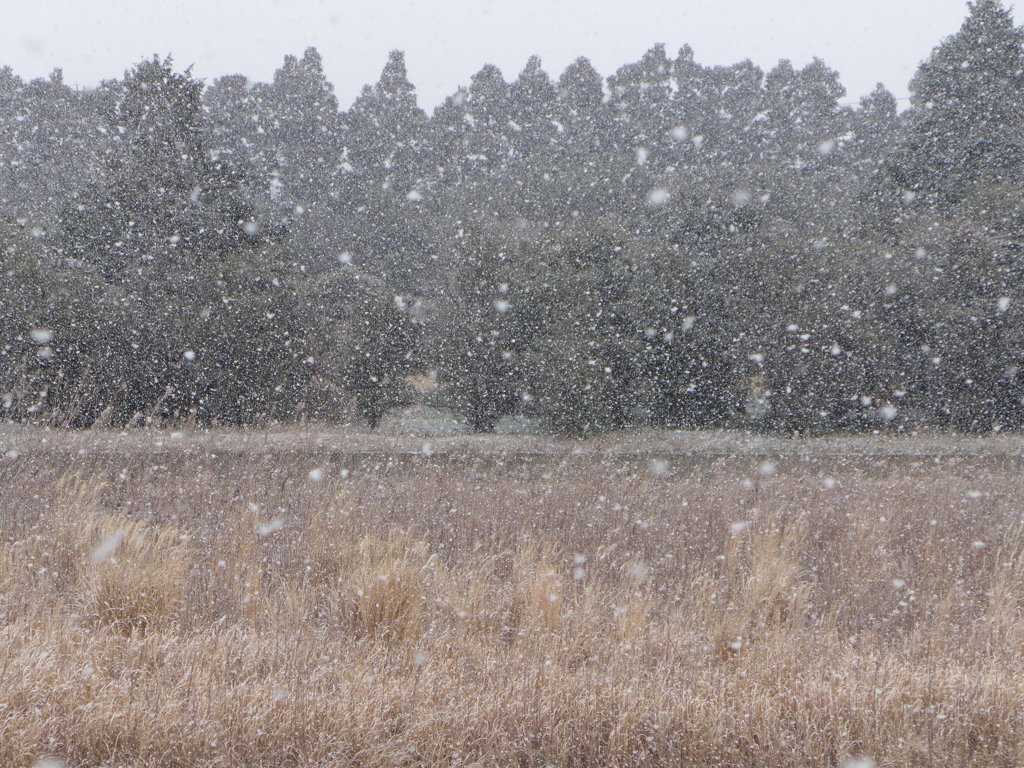 初雪　1