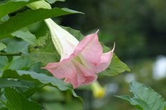 ピンク花