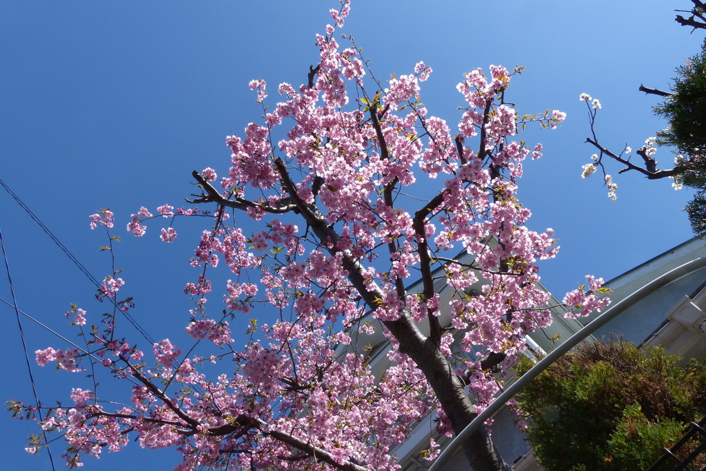 鮮やかな河津桜
