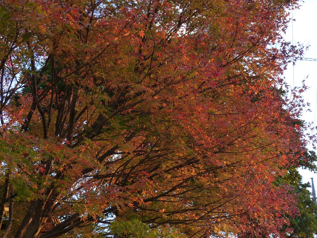 紅葉