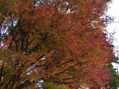 紅葉