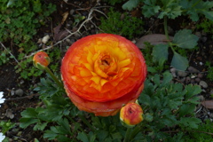 ラナンキュラス