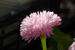 チロリアンデージー