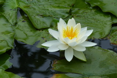 スイレンの花