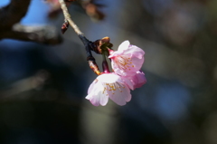 小枝の桜