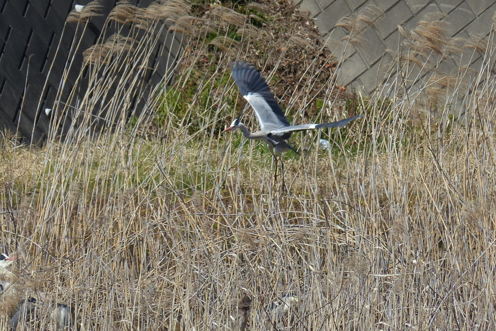 巣に帰ってきた
