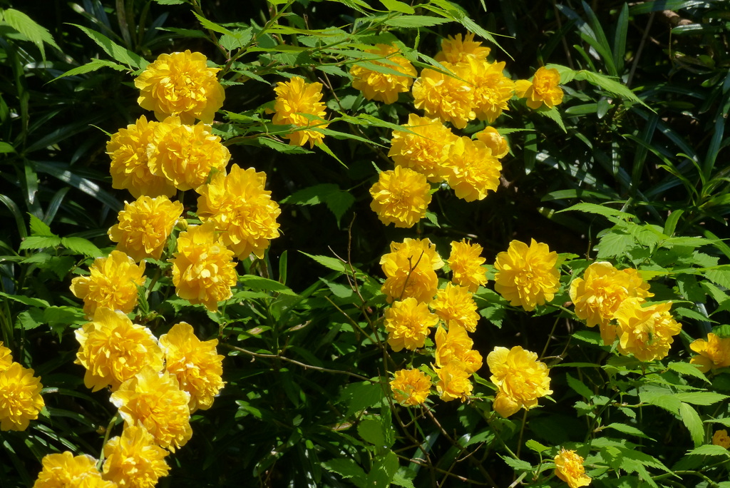 八重咲き山吹　1