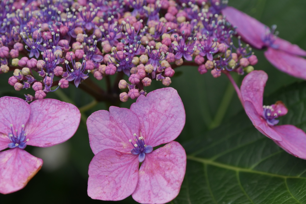 紫陽花
