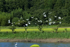 一斉に飛び立つ　1