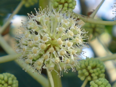 八つ手の花序