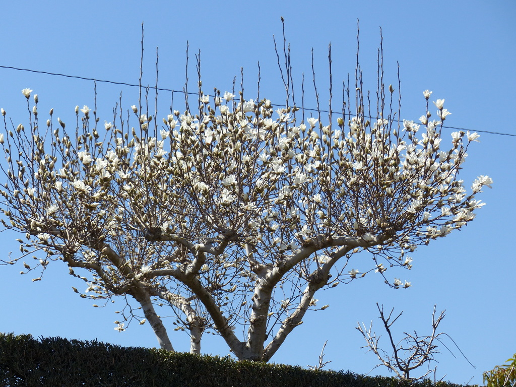 仕立て、ハクモクレン