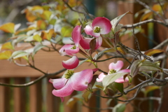 しっとり華やか
